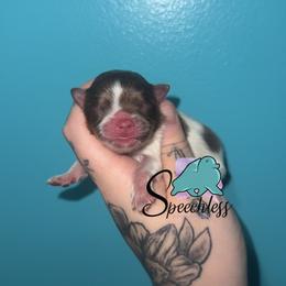Gloria-3800.00 dollars - Chocolate parti female Pomeranian puppy in Perry County, Ohio from Speechless Pom’s
