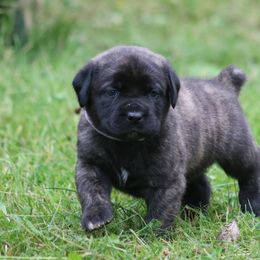 Boerboel Puppies from Northland Boerboels