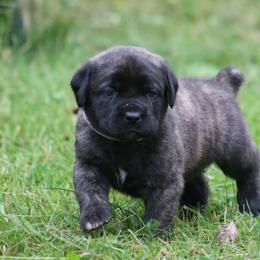 Boerboel Puppies from Northland Boerboels