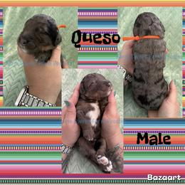 Queso - Blue merle male Bernedoodle puppy in Godwin, North Carolina from Farm Sweet Farm Doodles