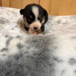 White collar - Black and tan female Pembroke Welsh Corgi puppy in Elberton, Georgia from Lonesome Boone Corgis