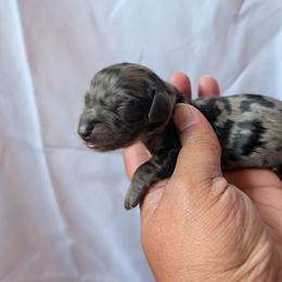 Male 2 - Dapple male Dachshund puppy in Battle Ground, Washington from Ferguson's Bulldogs