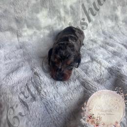 Hermione - Dapple female Dachshund puppy in Lufkin, Texas from CSW Dachshunds