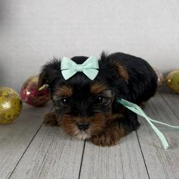 Teal girl - Black and tan female Yorkshire Terrier puppy in Dahalonega, Georgia from Country Dog Kennels.