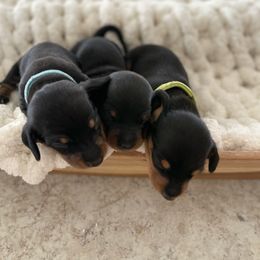 Dachshund Puppies from Dachshund Meadows