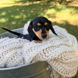Girl 2 - Black and tan female Dachshund puppy in Crossville, Tennessee from Golden Mini Farm