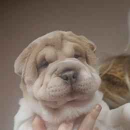 Tiramisu - White female Chinese Shar-Pei puppy in Rome, Pennsylvania from Maynard Hills Chinese Sharpeis