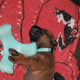 Belgian Malinois Puppies from Pyrex Kennels