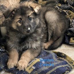 Brenton (Solo) - Black and silver male German Shepherd puppy in Olean, New York from F&B Kennels