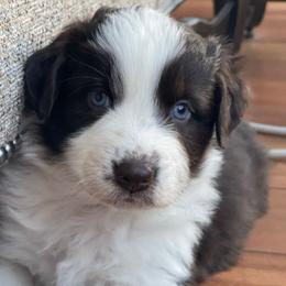 Ace - Red tri-color male Australian Shepherd puppy in Marshall, Virginia from Greywood Farm Aussies