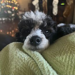 Jelly belly - Poodle