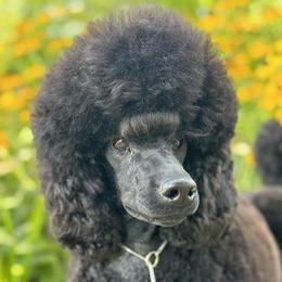 Memphis - Poodle