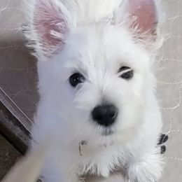 West Highland White Terriers from Calapooia Westies