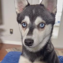 Squeak - Alaskan Klee Kai