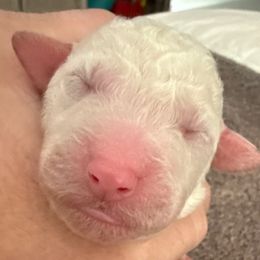 Buddy - Cream male Poodle puppy in Montgomery, Texas from Parsons Standard Poodles