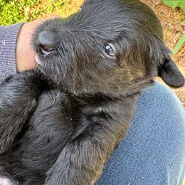 Briar - Black male Scottish Terrier puppy in Crossville, Tennessee from Cavern Kennels