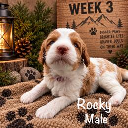 Rocky - Tri-color male Australian Labradoodle puppy in Eastover, North Carolina from Joyful Hearts Australian Labradoodles