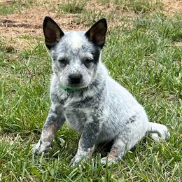 Boy 6 - Blue mottled male Australian Cattle Dog puppy in Irvington, Kentucky from Dry Valley’s Australian Cattle Dogs