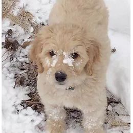 Goldendoodles from Queen City Doodles