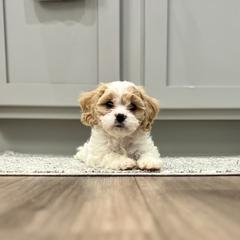 Cavachon, Cavalier King Charles Spaniel, and Cavapoo Puppies from LierChonPoo