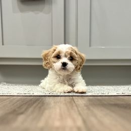 Cavachon, Cavalier King Charles Spaniel, and Cavapoo Puppies from LierChonPoo