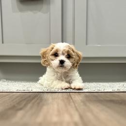 Cavachon, Cavalier King Charles Spaniel, and Cavapoo Puppies from LierChonPoo