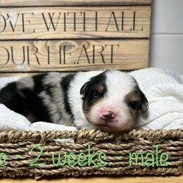 Australian Shepherd Puppies from Kayla's Aussies