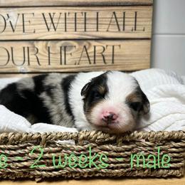 Australian Shepherd Puppies from Kayla's Aussies