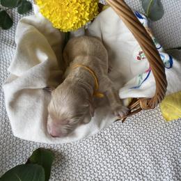 Marigold- gold - Apricot female Goldendoodle puppy in Carlton, Minnesota from Lakeside Doodles MN