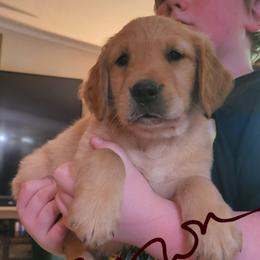 Brown collar - Golden male Golden Retriever puppy in Brush Prairie, Washington from Paradise Peaks