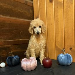 Smitten - Apricot female Poodle puppy in Dora, Missouri from Bear Cub Standard Poodles