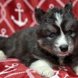 Romeo AKC - Siberian Husky puppy from Huskies By the Bay