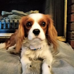 Kipper - Cavalier King Charles Spaniel