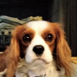 Kipper - Cavalier King Charles Spaniel