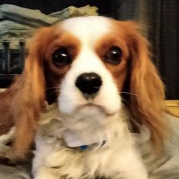Kipper - Cavalier King Charles Spaniel