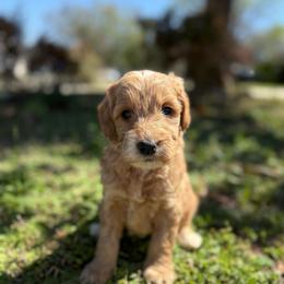 Kanga - Apricot female Goldendoodle puppy in Jacksonville, Florida from Dandelion Doodles