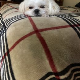 Athena - Shih Tzu