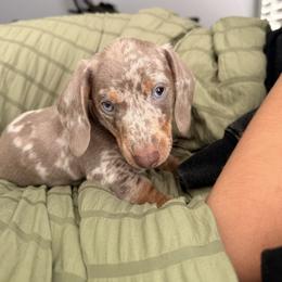 Black boy - Fawn (isabella) and cream male Dachshund puppy in Victorville, California from Wirz’s Weens