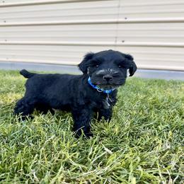 Valor - Black male Miniature Schnauzer puppy in Grantsville, Utah from Stellar Schnauzers