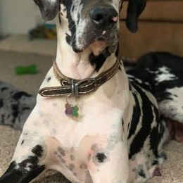 Great Danes from Meadow Creek Great Danes
