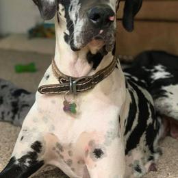 Great Danes from Meadow Creek Great Danes