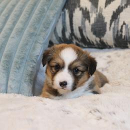 Porsche (fluffy) - Red female Pembroke Welsh Corgi puppy in Goliad, Texas from Rogers’ Fluffy Butt Corgis