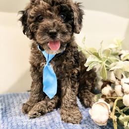 Goldendoodle Puppies from True Friend Doodles