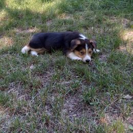 Pembroke Welsh Corgi Puppies from Havaheart Corgis