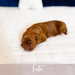 Fate - Red  female Goldendoodle puppy in Mahomet, Illinois from Jordan Family Doodles