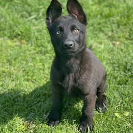 German Shepherd Puppies from C6 Ranch & Shepherds