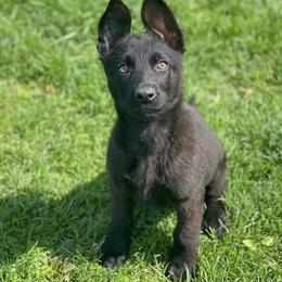 German Shepherd Puppies from C6 Ranch & Shepherds