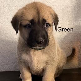 Green - Gray fawn female Anatolian Shepherd Dog puppy in Winter Haven, Florida from Karen's Anatolian Shepherd Dogs