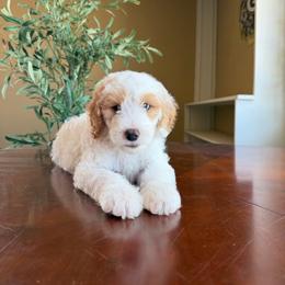 Benedict - Parti male Goldendoodle puppy in Barstow, California from Golden Desert Doodles