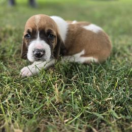 Melvin - Black red and white male Basset Hound puppy in Loysburg,, Pennsylvania from Fisher's Couch Hounds